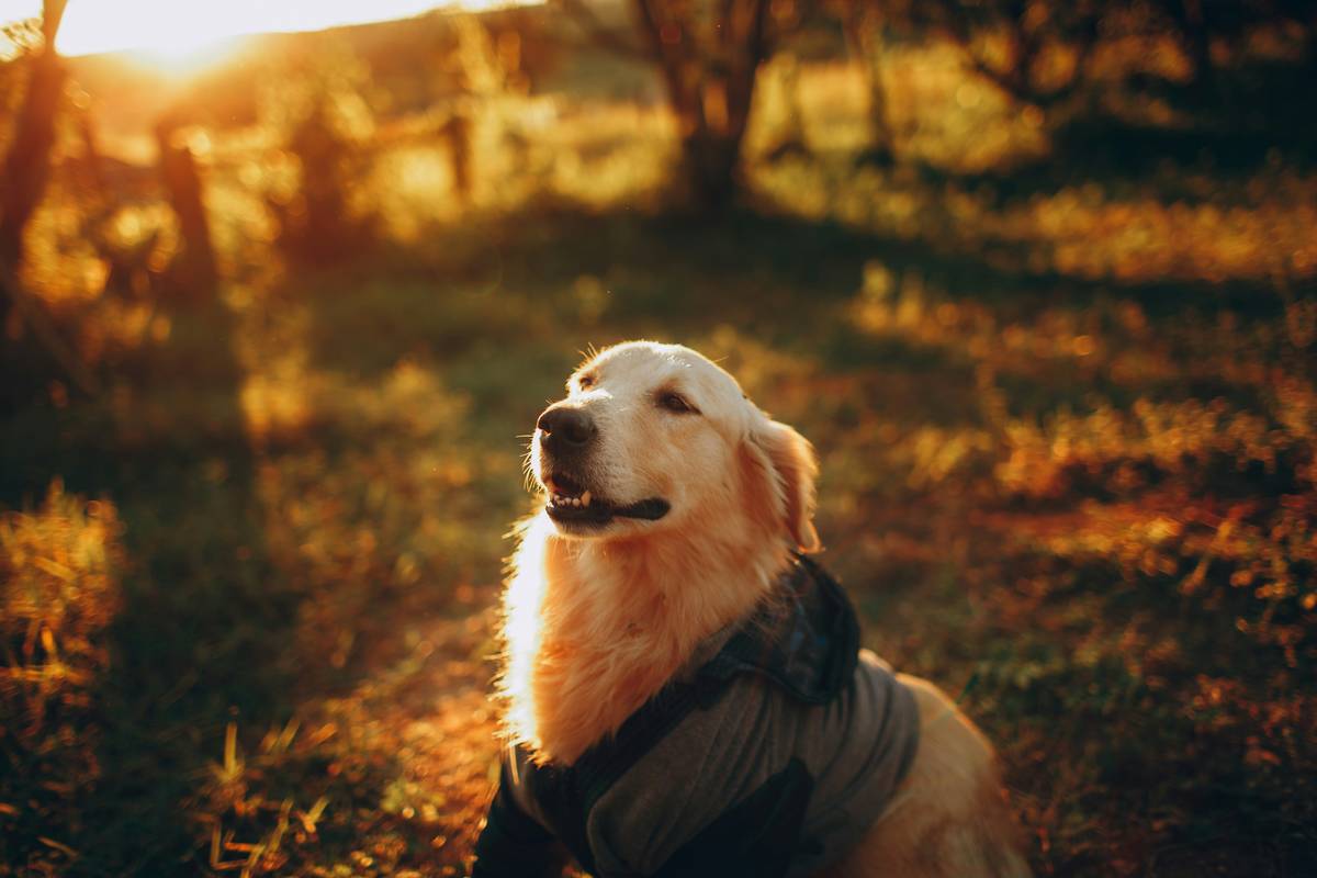 A Golden Retriever being brushed after using allergy-friendly grooming products