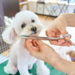 Allergy-Friendly Ingredients in Leave-In Conditioners for Pets: The Ultimate Guide to Happy Coat Care