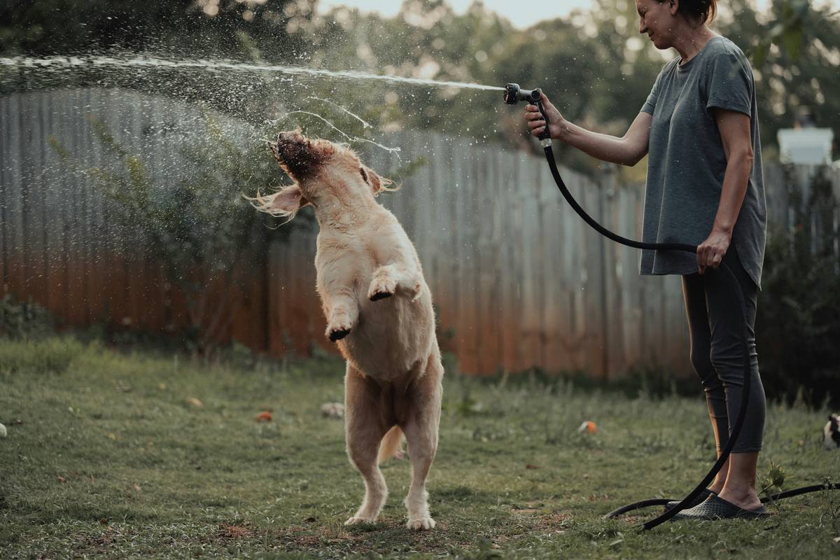 A happy dog with a shiny, well-groomed coat