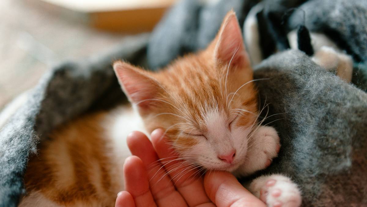 Infographic showing the causes and effects of itchy skin in pets, with key points highlighted.