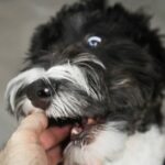 The Ultimate Guide to Choosing the Perfect Smooth-Coat Pet Leave-In Conditioner