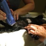 Unlocking Deep Hydration Benefits: The Ultimate Guide to Leave-In Conditioners for Pet Grooming