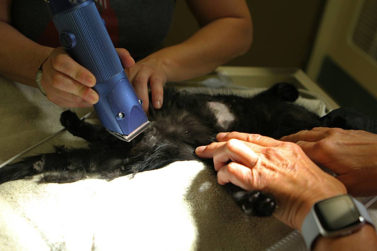 Unlocking Deep Hydration Benefits: The Ultimate Guide to Leave-In Conditioners for Pet Grooming